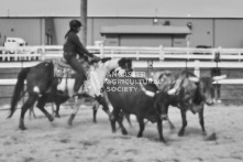 Equine Photography from horse events at the 174th Ancaster fair on September 20th of 2024.