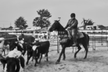 Equine Photography from horse events at the 174th Ancaster fair on September 20th of 2024.