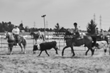 Equine Photography from horse events at the 174th Ancaster fair on September 20th of 2024.