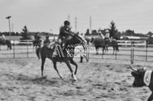 Equine Photography from horse events at the 174th Ancaster fair on September 20th of 2024.