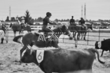 Equine Photography from horse events at the 174th Ancaster fair on September 20th of 2024.