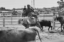 Equine Photography from horse events at the 174th Ancaster fair on September 20th of 2024.