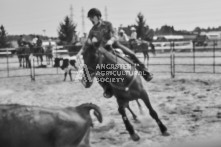 Equine Photography from horse events at the 174th Ancaster fair on September 20th of 2024.