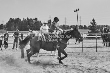 Equine Photography from horse events at the 174th Ancaster fair on September 20th of 2024.