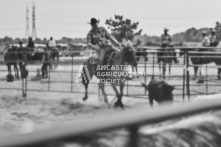 Equine Photography from horse events at the 174th Ancaster fair on September 20th of 2024.