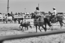 Equine Photography from horse events at the 174th Ancaster fair on September 20th of 2024.