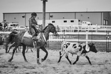 Equine Photography from horse events at the 174th Ancaster fair on September 20th of 2024.