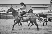 Equine Photography from horse events at the 174th Ancaster fair on September 20th of 2024.