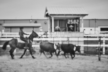 Equine Photography from horse events at the 174th Ancaster fair on September 20th of 2024.