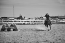 Equine Photography from horse events at the 174th Ancaster fair on September 20th of 2024.