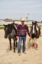 Equine Photography from horse events at the 174th Ancaster fair on September 20th of 2024.