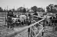 Equine Photography from horse events at the 174th Ancaster fair on September 20th of 2024.