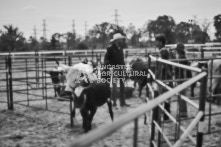 Equine Photography from horse events at the 174th Ancaster fair on September 20th of 2024.