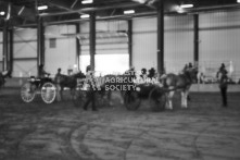 Equine Photography from horse events at the 174th Ancaster fair on September 20th of 2024.