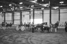 Equine Photography from horse events at the 174th Ancaster fair on September 20th of 2024.