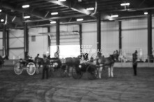 Equine Photography from horse events at the 174th Ancaster fair on September 20th of 2024.