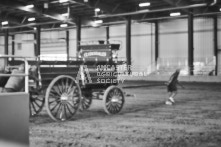 Equine Photography from horse events at the 174th Ancaster fair on September 20th of 2024.