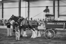 Equine Photography from horse events at the 174th Ancaster fair on September 20th of 2024.