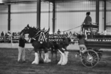 Equine Photography from horse events at the 174th Ancaster fair on September 20th of 2024.