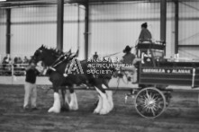 Equine Photography from horse events at the 174th Ancaster fair on September 20th of 2024.