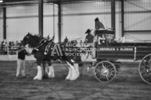 Equine Photography from horse events at the 174th Ancaster fair on September 20th of 2024.