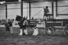 Equine Photography from horse events at the 174th Ancaster fair on September 20th of 2024.