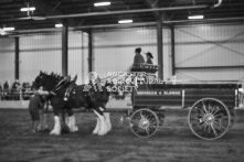 Equine Photography from horse events at the 174th Ancaster fair on September 20th of 2024.