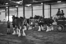 Equine Photography from horse events at the 174th Ancaster fair on September 20th of 2024.