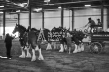 Equine Photography from horse events at the 174th Ancaster fair on September 20th of 2024.