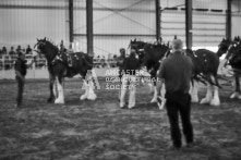 Equine Photography from horse events at the 174th Ancaster fair on September 20th of 2024.