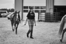 Equine Photography from horse events at the 174th Ancaster fair on September 20th of 2024.