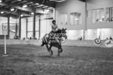 Equine Photography from horse events at the 174th Ancaster fair on September 20th of 2024.