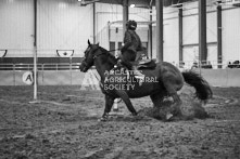 Equine Photography from horse events at the 174th Ancaster fair on September 20th of 2024.