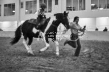 Equine Photography from horse events at the 174th Ancaster fair on September 20th of 2024.