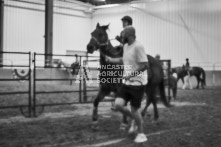 Equine Photography from horse events at the 174th Ancaster fair on September 20th of 2024.