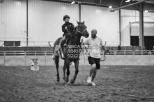 Equine Photography from horse events at the 174th Ancaster fair on September 20th of 2024.