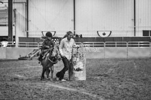 Equine Photography from horse events at the 174th Ancaster fair on September 20th of 2024.