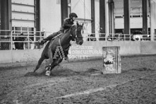 Equine Photography from horse events at the 174th Ancaster fair on September 20th of 2024.