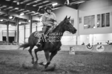 Equine Photography from horse events at the 174th Ancaster fair on September 20th of 2024.