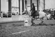 Equine Photography from horse events at the 174th Ancaster fair on September 20th of 2024.