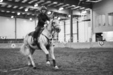 Equine Photography from horse events at the 174th Ancaster fair on September 20th of 2024.