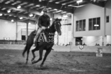 Equine Photography from horse events at the 174th Ancaster fair on September 20th of 2024.