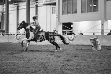 Equine Photography from horse events at the 174th Ancaster fair on September 20th of 2024.