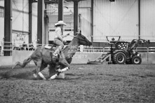 Equine Photography from horse events at the 174th Ancaster fair on September 20th of 2024.