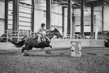 Equine Photography from horse events at the 174th Ancaster fair on September 20th of 2024.