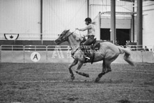 Equine Photography from horse events at the 174th Ancaster fair on September 20th of 2024.