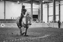 Equine Photography from horse events at the 174th Ancaster fair on September 20th of 2024.