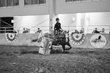 Equine Photography from horse events at the 174th Ancaster fair on September 20th of 2024.