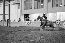 Equine Photography from horse events at the 174th Ancaster fair on September 20th of 2024.