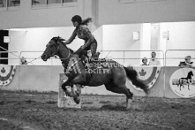 Equine Photography from horse events at the 174th Ancaster fair on September 20th of 2024.